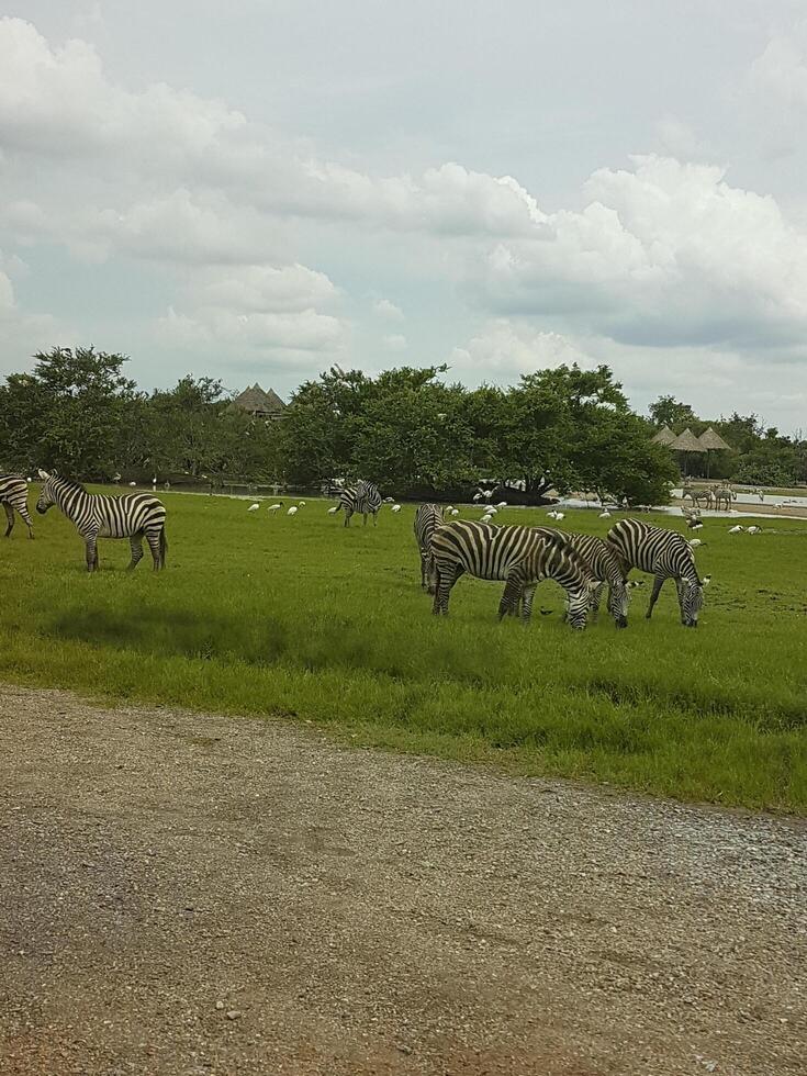 landscape with fence, zebra walking in the forest photo