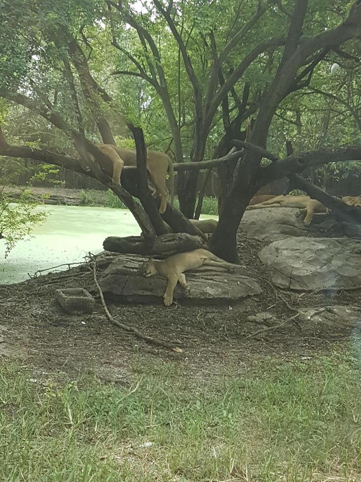 lions, lion sleeping, lion resting, safari world, Bangkok, Thailand, tree, forest, nature, wood, trunk, roots, root, trees, old, park, path, grass, landscape, water, summer, garden, stone, plant photo
