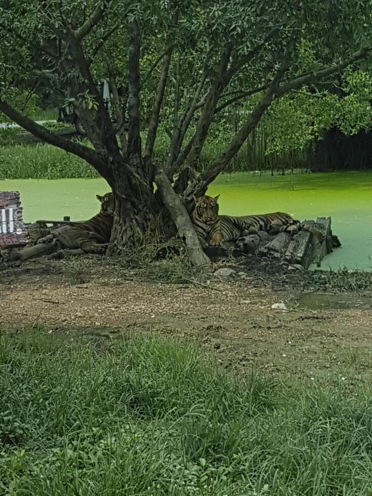 tigers sitting and resting under the trees in safari world of Bangkok, Thailand. photo