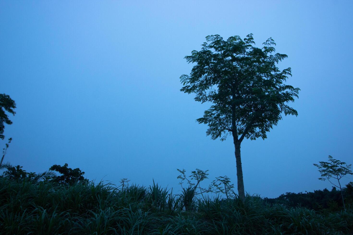 a lone tree stands in the middle of a grassy field photo