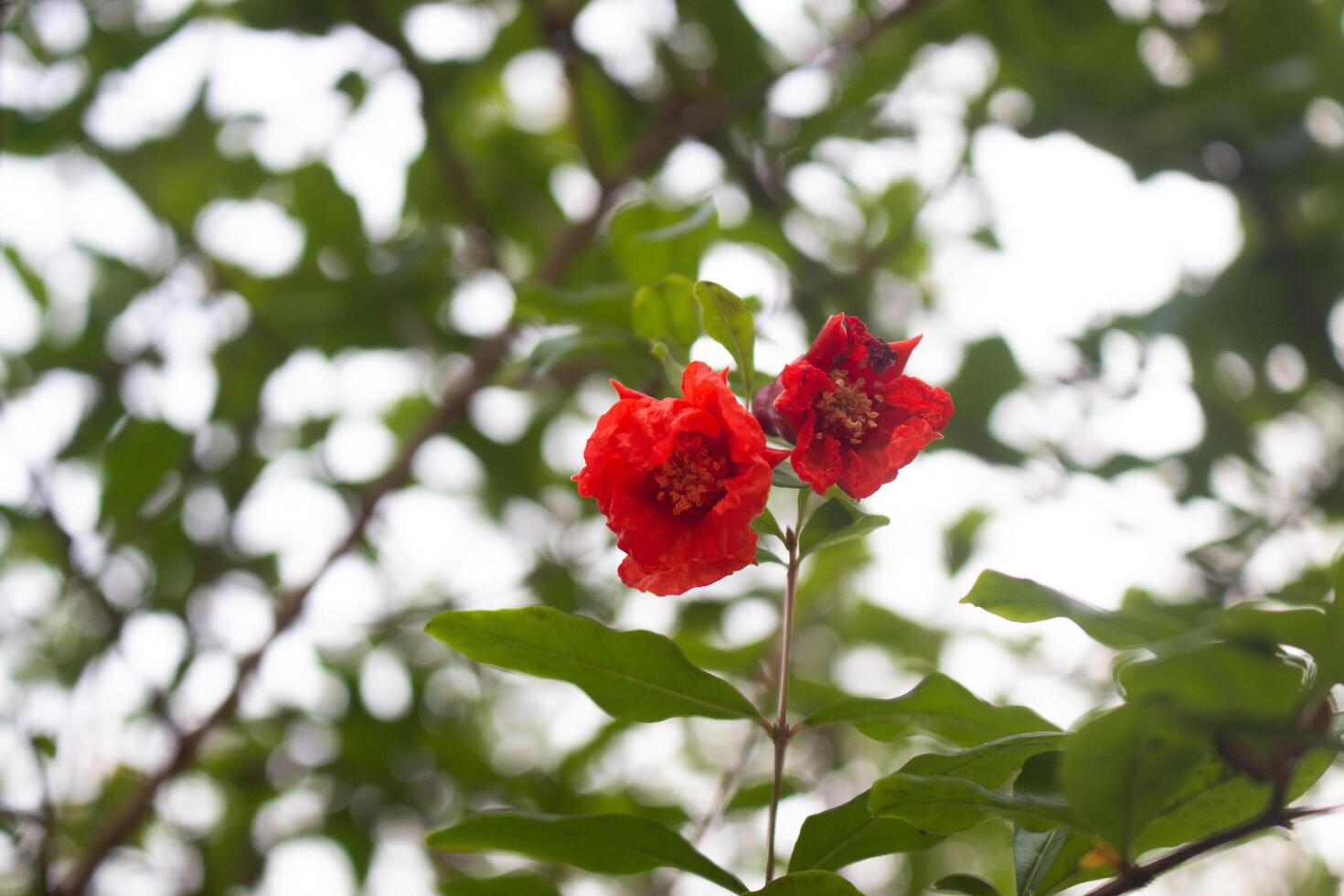 red pomegranate flower on a pomegranate tree branch with green leaves photo