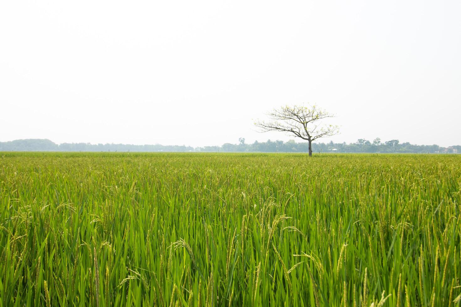 A lone tree in a green paddy field. photo
