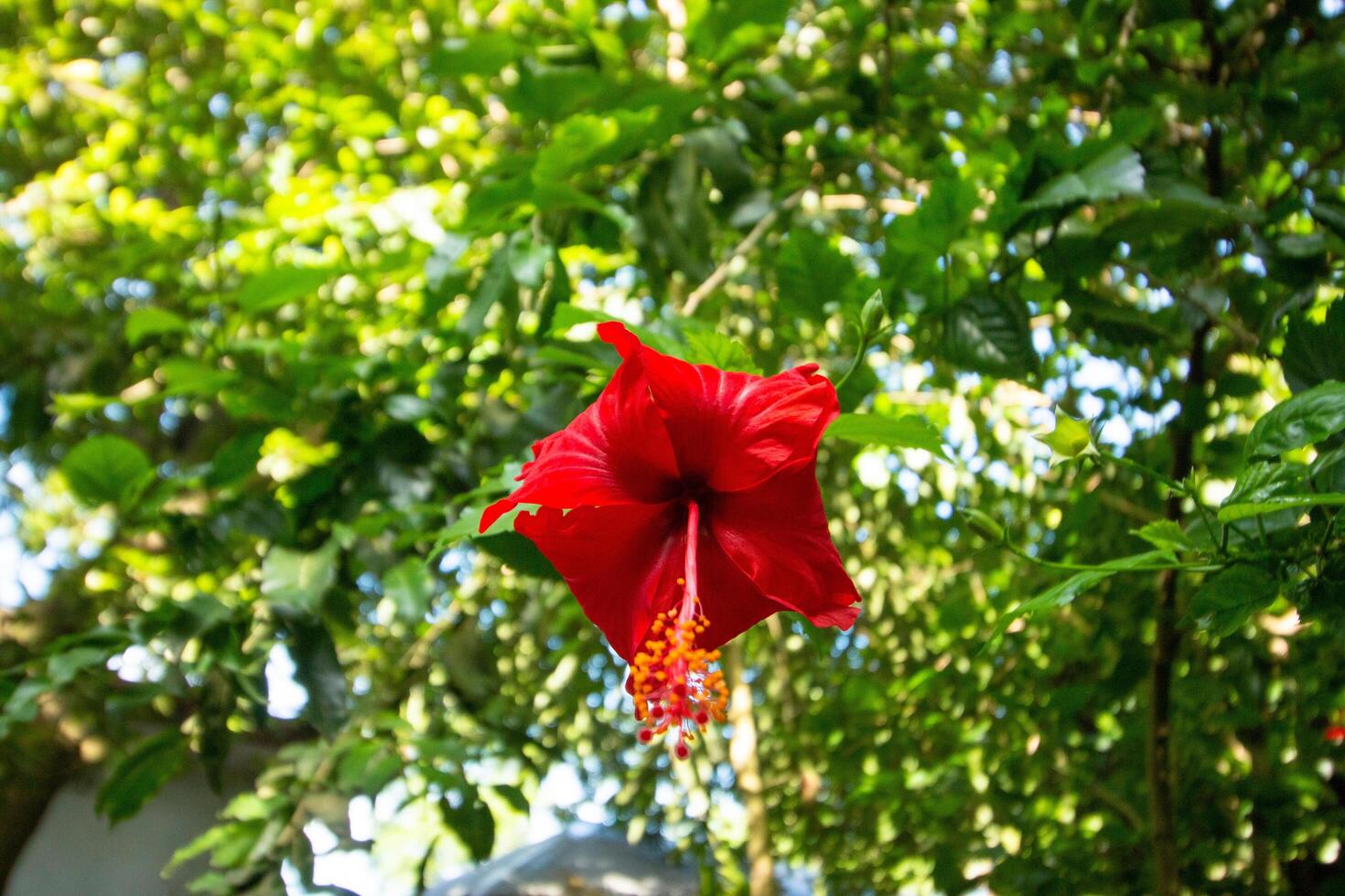 a red Hawaiian hibiscus flower is hanging from the tree. Hawaiian hibiscus Also Known as Jaba Flower in India and Bangladesh. photo
