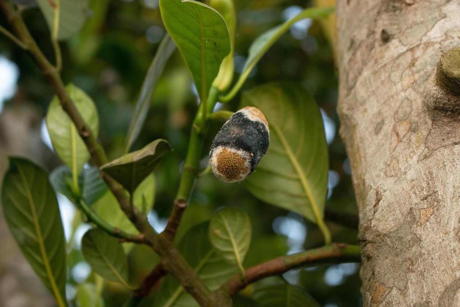 a fungus attacked baby jackfruit in the jackfruit tree photo