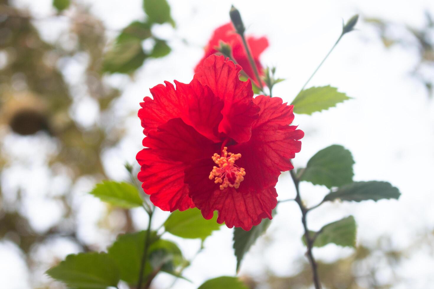 Red Close-up Hawaiian hibiscus also known as Jaba Flower in Bangladesh and India. Indian Hawaiian hibiscus. Red flower with white leaves. photo