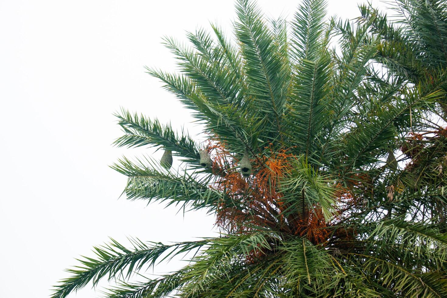 a palm date tree with Weaver Birds nest photo