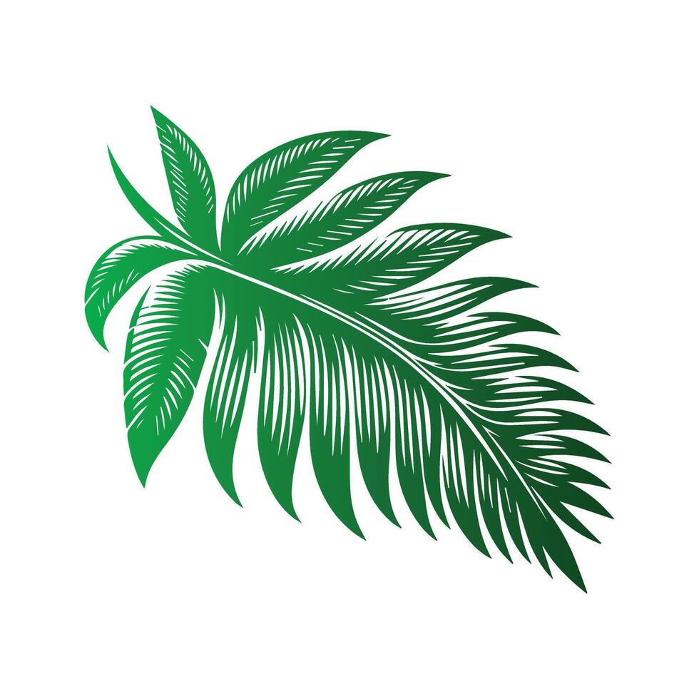 Engraved Illustration Collection of Coconuts and Palm Leaves vector