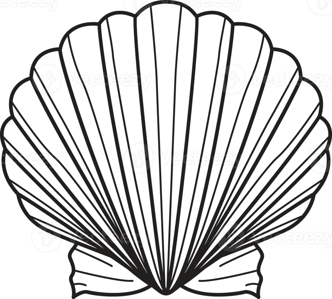 Seashell drawing clip art png
