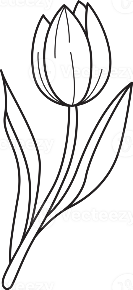 Tulip flower drawing clip art png