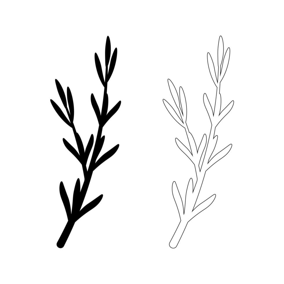 rosemary branch icon set isolated on white background vector
