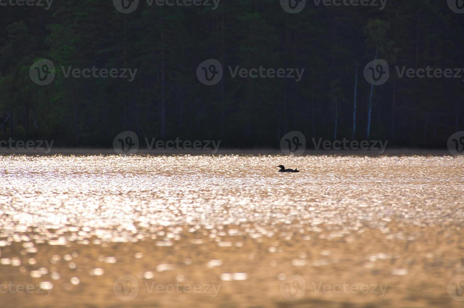 Magnificent grebe bird at dawn with glittering water on a Swedish lake. romantic photo