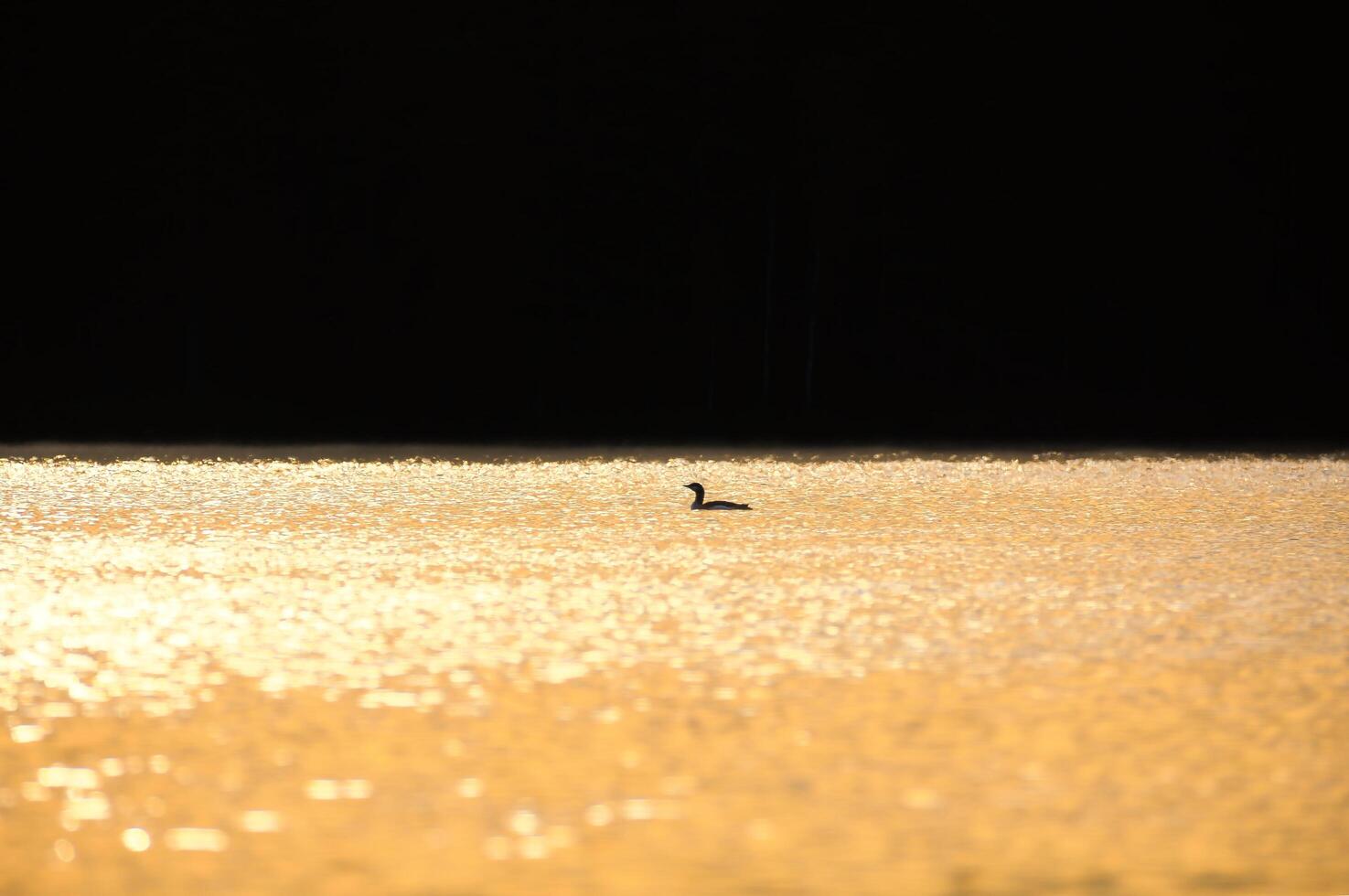 Magnificent grebe bird at dawn with glittering water on a Swedish lake. romantic photo