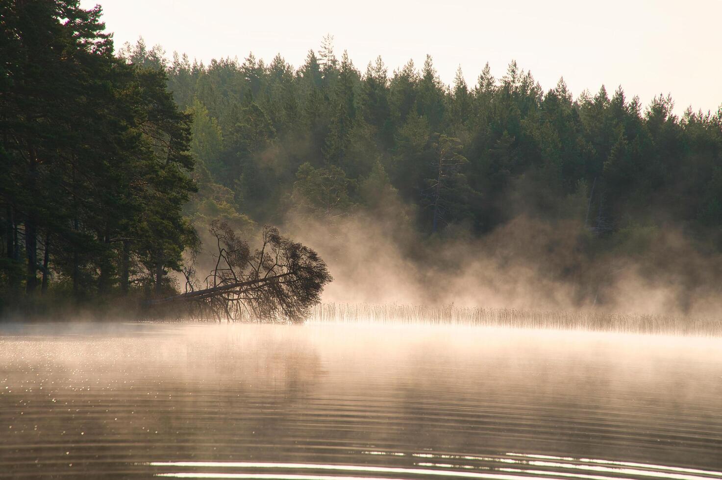 Fog damage over a lake in Sweden. Dead tree protruding into the water at dawn. photo