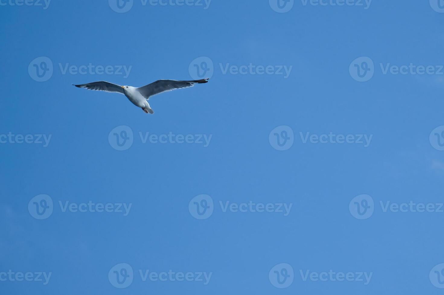 Seagull flying in the sky. White clouds in the background. Bird from the coast. photo