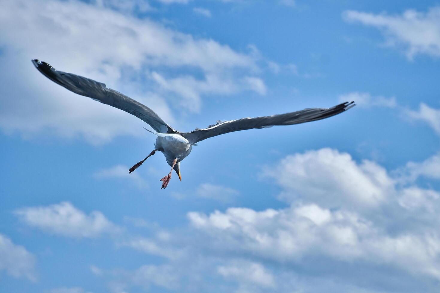 Seagull flying in the sky. White clouds in the background. Bird from the coast. photo