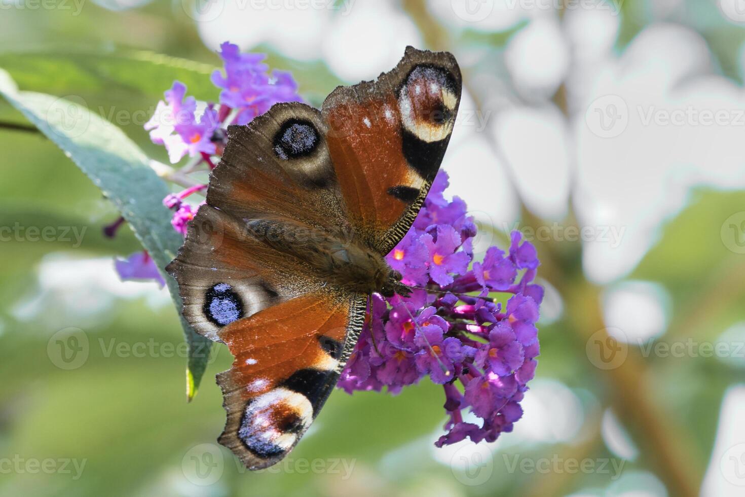 Peacock butterfly, butterfly on a flower. Butterfly bush with pink flowers. Insect photo