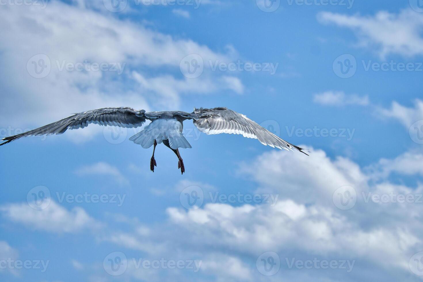 Seagull flying in the sky. White clouds in the background. Bird from the coast. photo