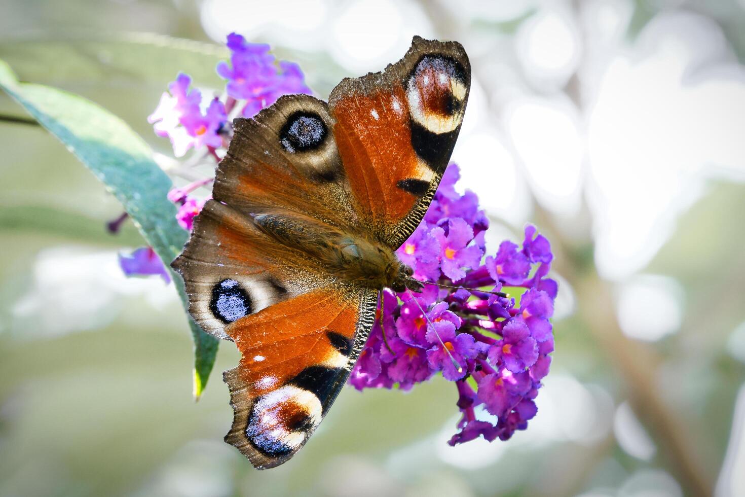 Peacock butterfly, butterfly on a flower. Butterfly bush with pink flowers. Insect photo