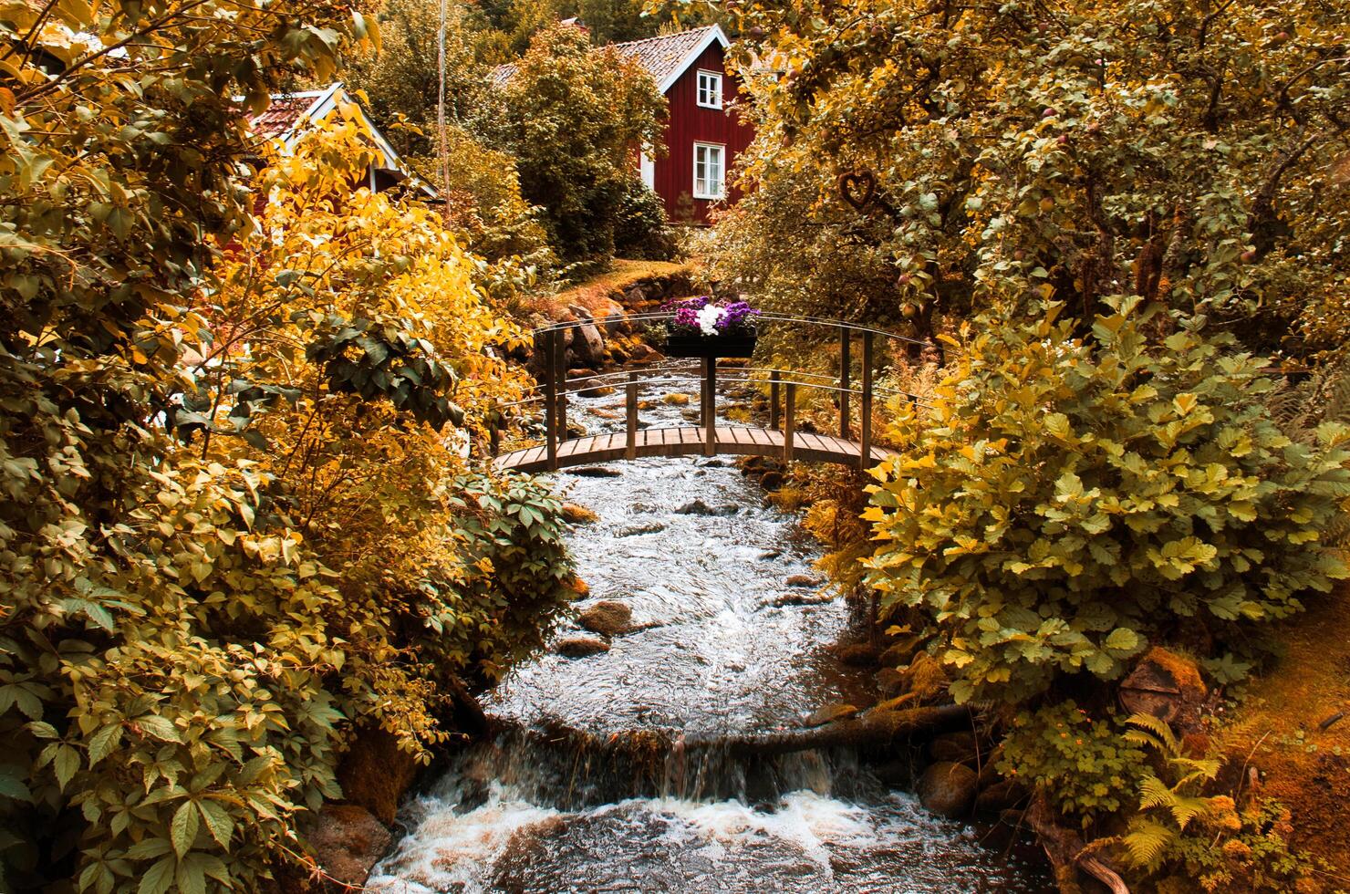 Stream with a small bridge in front of a red wooden house in Sweden in autumn. photo