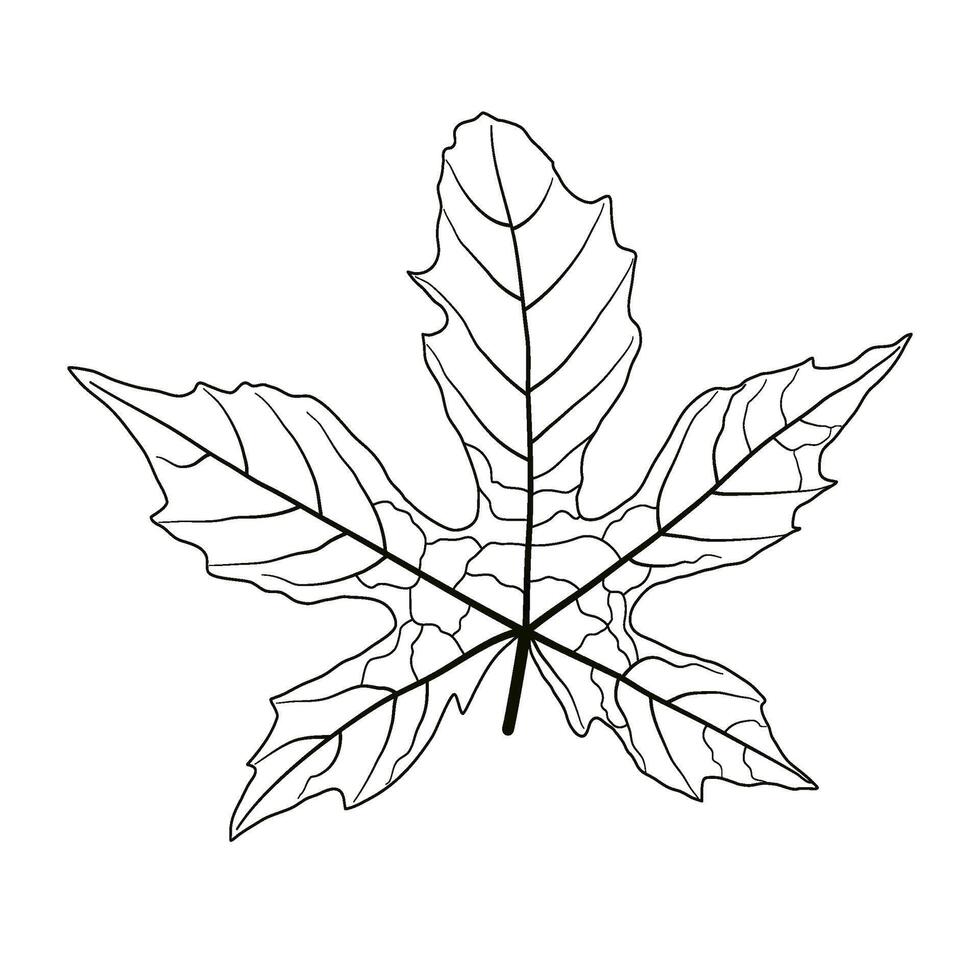 leaves vein texture, seasonal nature element vector
