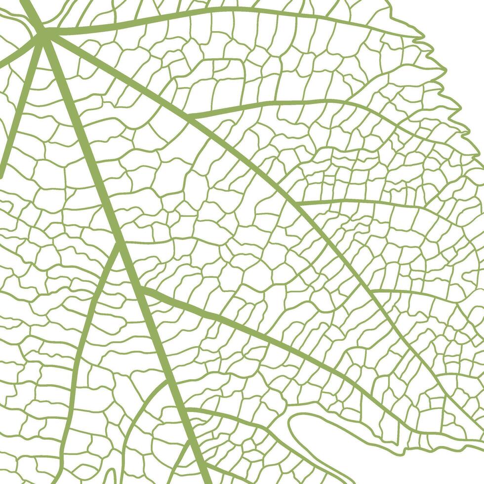 A green leaf vein a pattern of leaves background vector