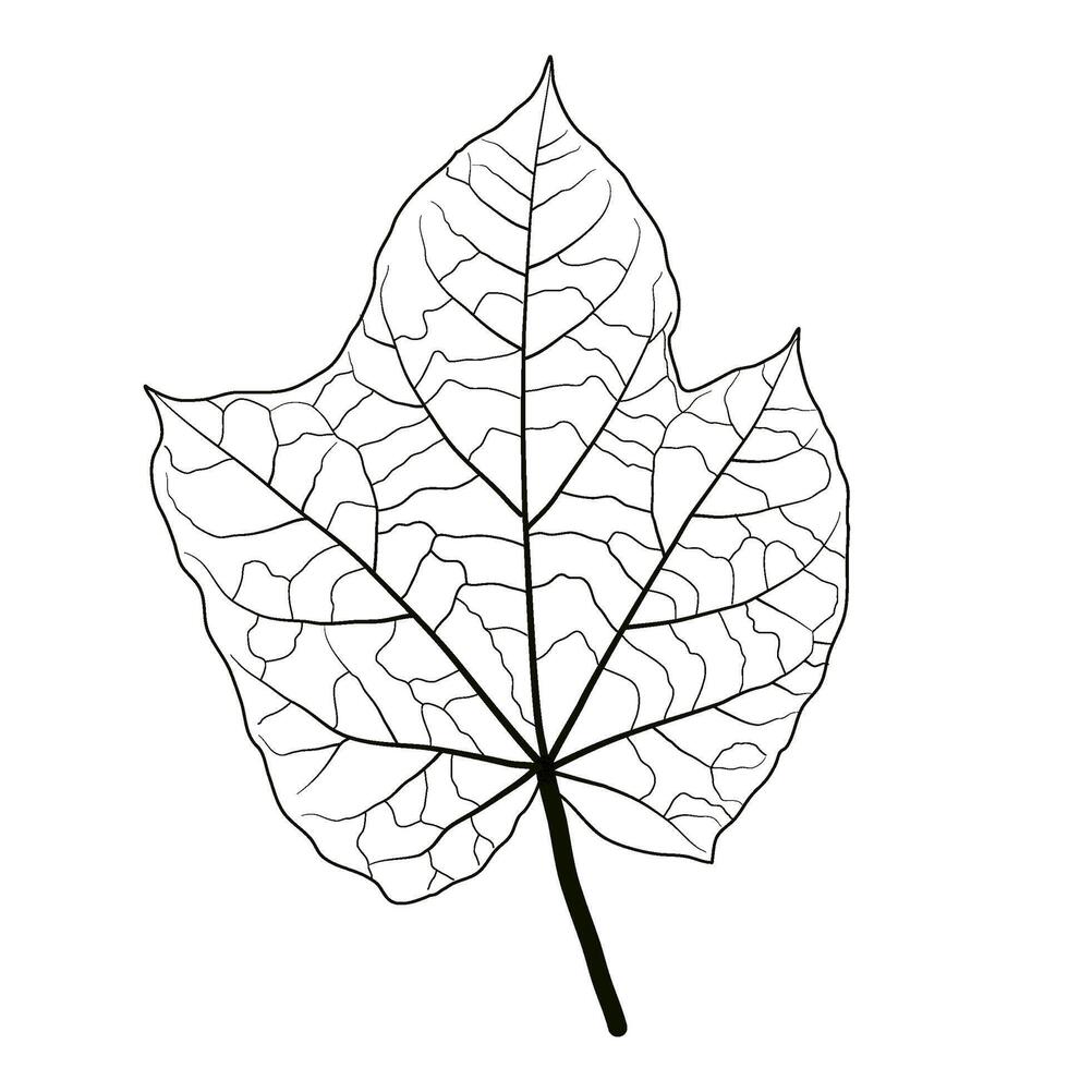 leaves vein texture, nature element vector