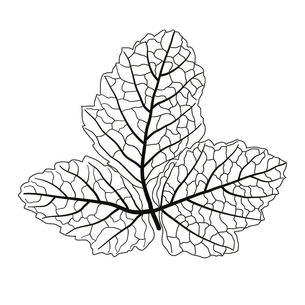 black leaves vein vector