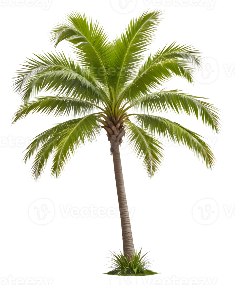 A Tall Beach Coconut Palm Tree png