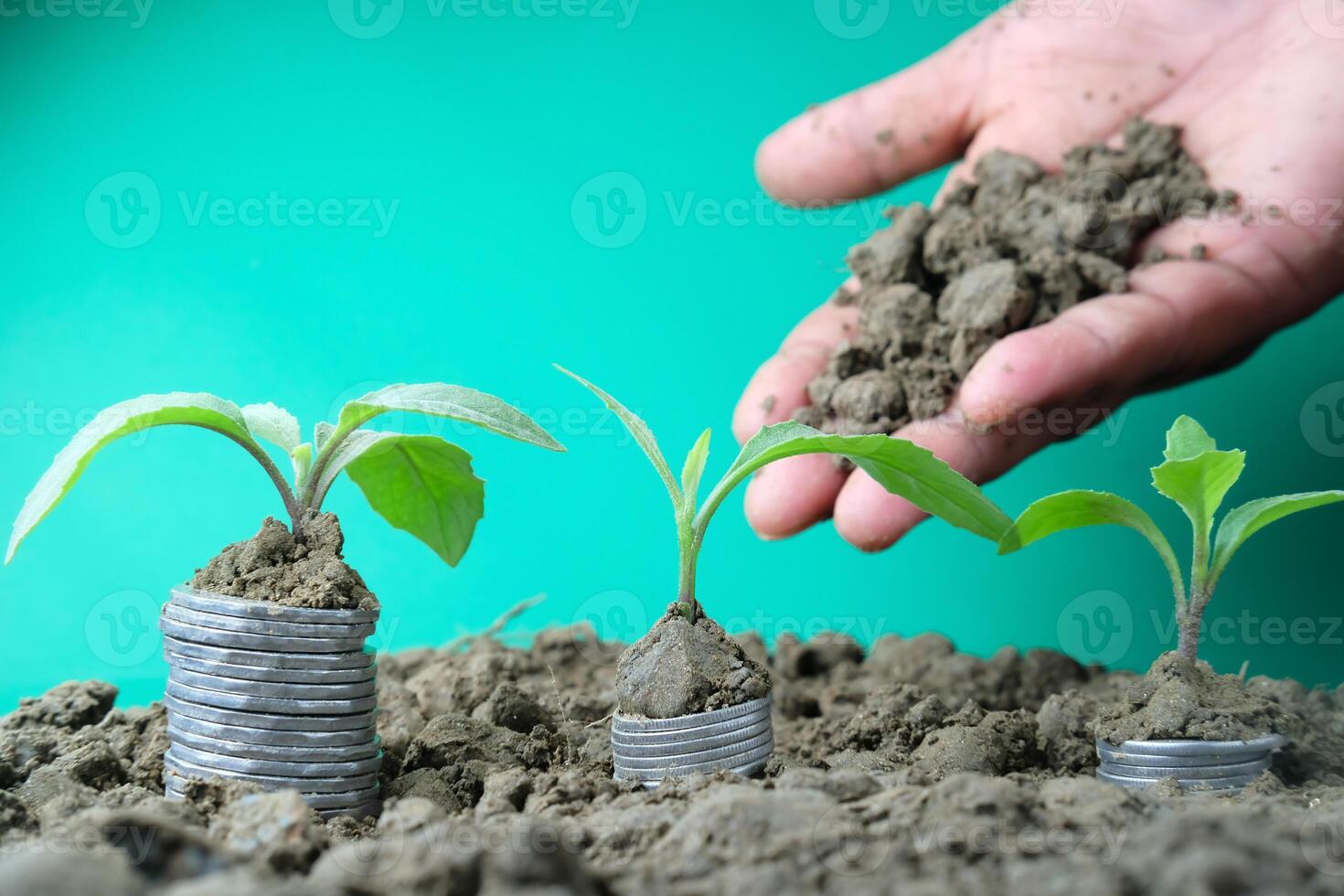 The Growth of Investment Exploring the Relationship Between Plants and Coins Concept photo