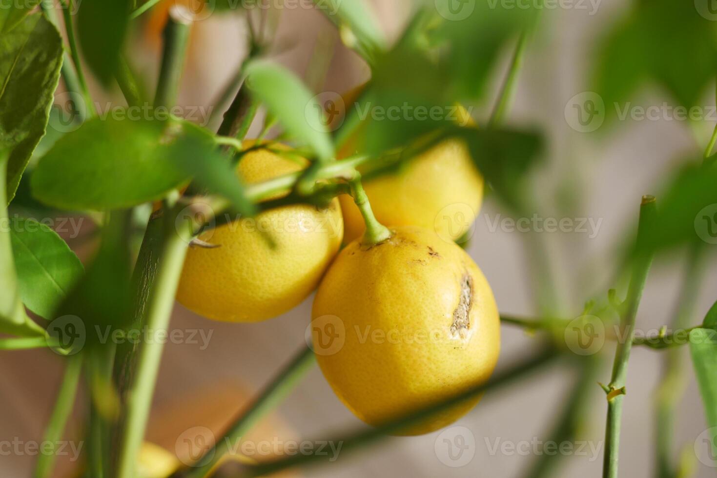 fresh lemons from a lemon tree in a yellow pot in a tranquil garden photo