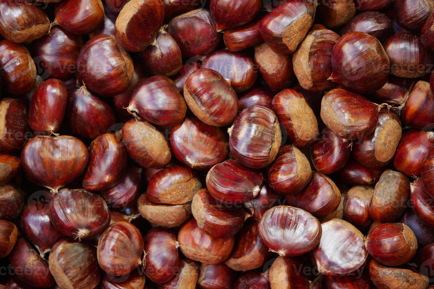 An upclose view of Glossy Chestnuts beautifully displayed in their natural outdoor setting photo