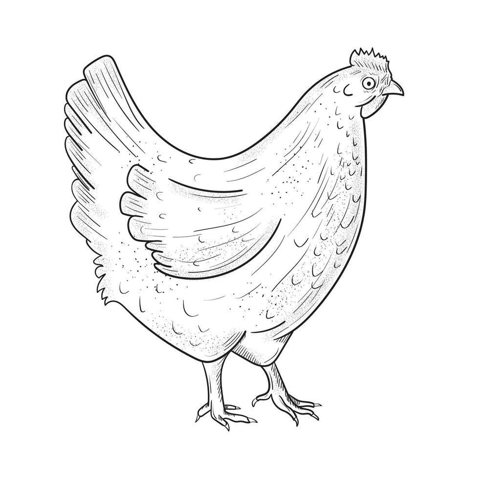 Sketch of Chicken. Engraved Chicken. Rural natural bird farming. Poultry business. vector