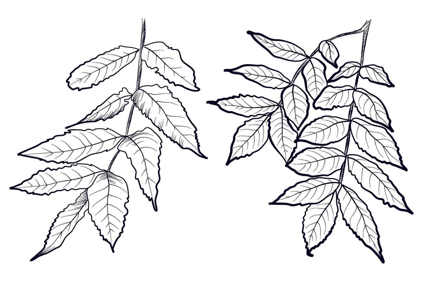 a set of black and white hand-drawn drawings of ash branches illustration vector