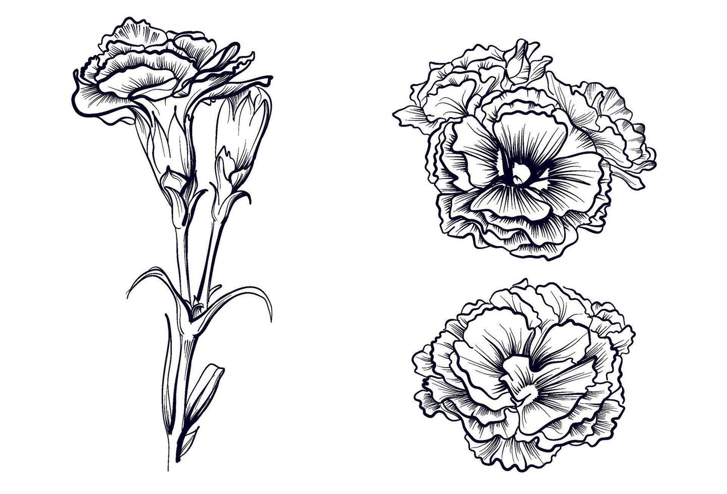 set of black and white hand-drawn carnation flowers illustration vector