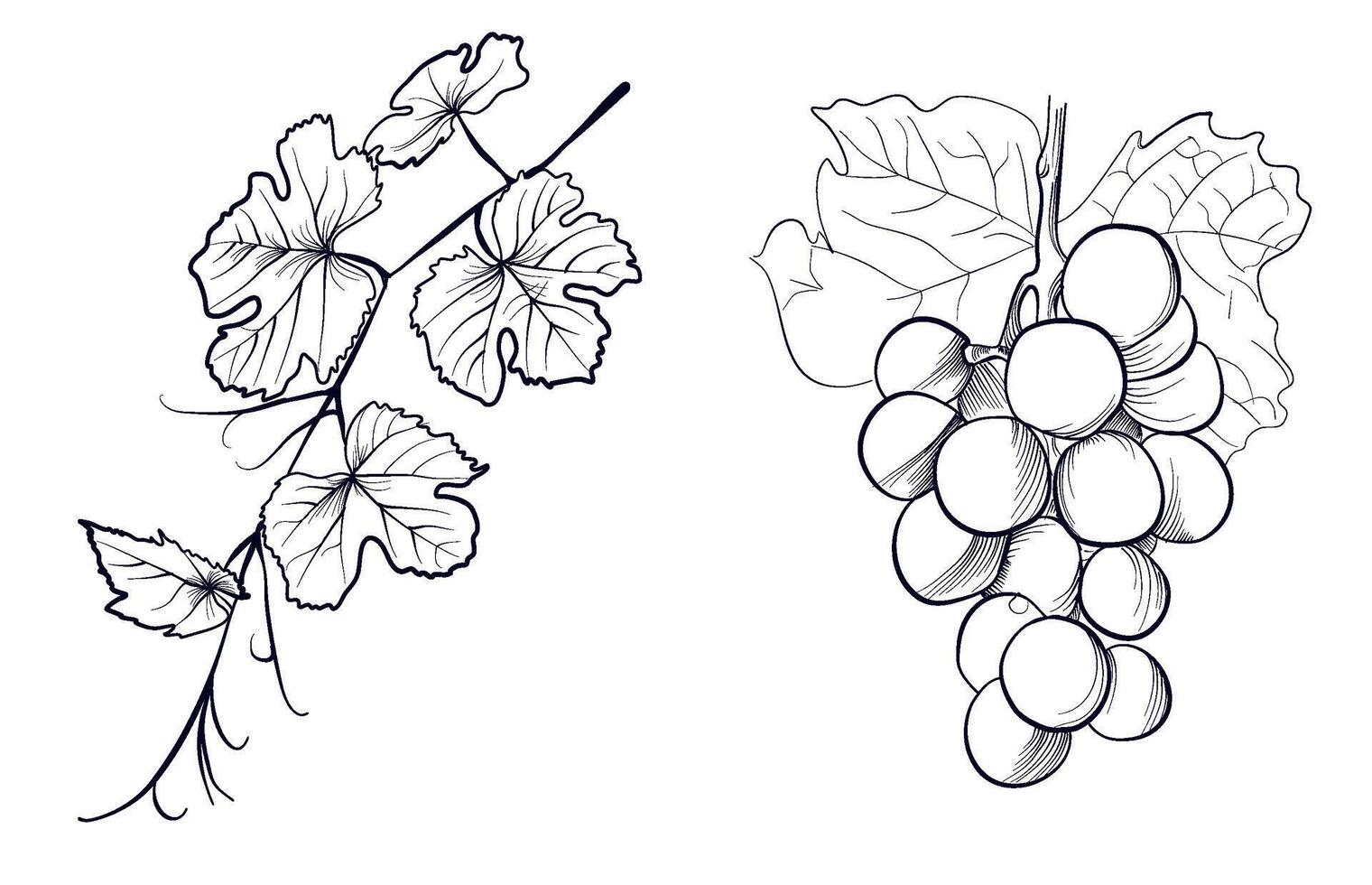 a set of hand-drawn drawings of grape brushes and branches with grape leaves vector