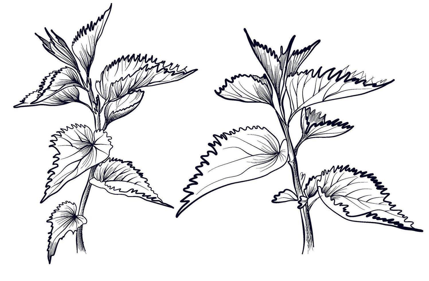 a set of black and white hand-drawn nettle plants vector