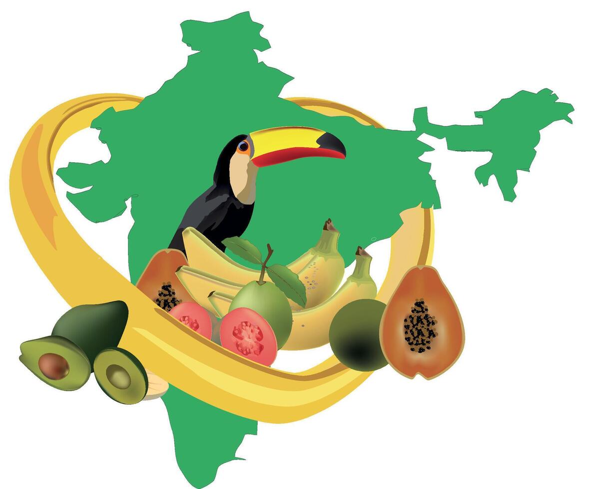 Toucan bird resting on india map surrounded by exotic fruits vector
