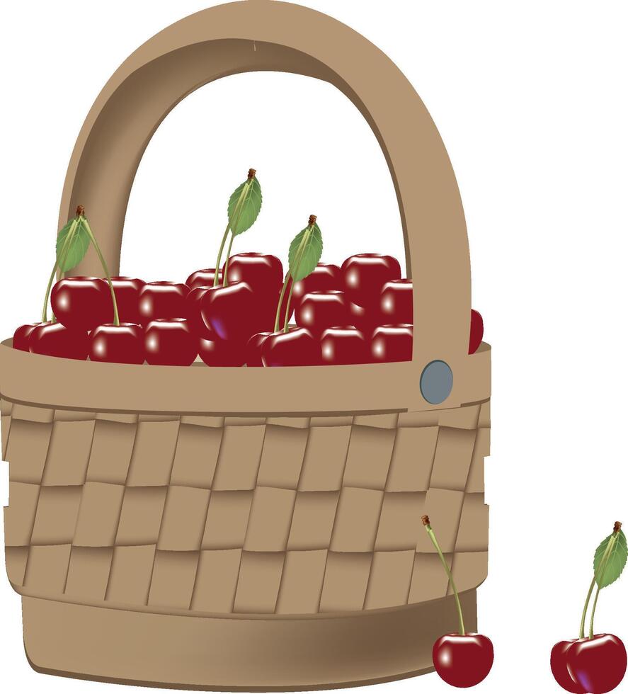 Wicker basket overflowing with freshly picked cherries vector