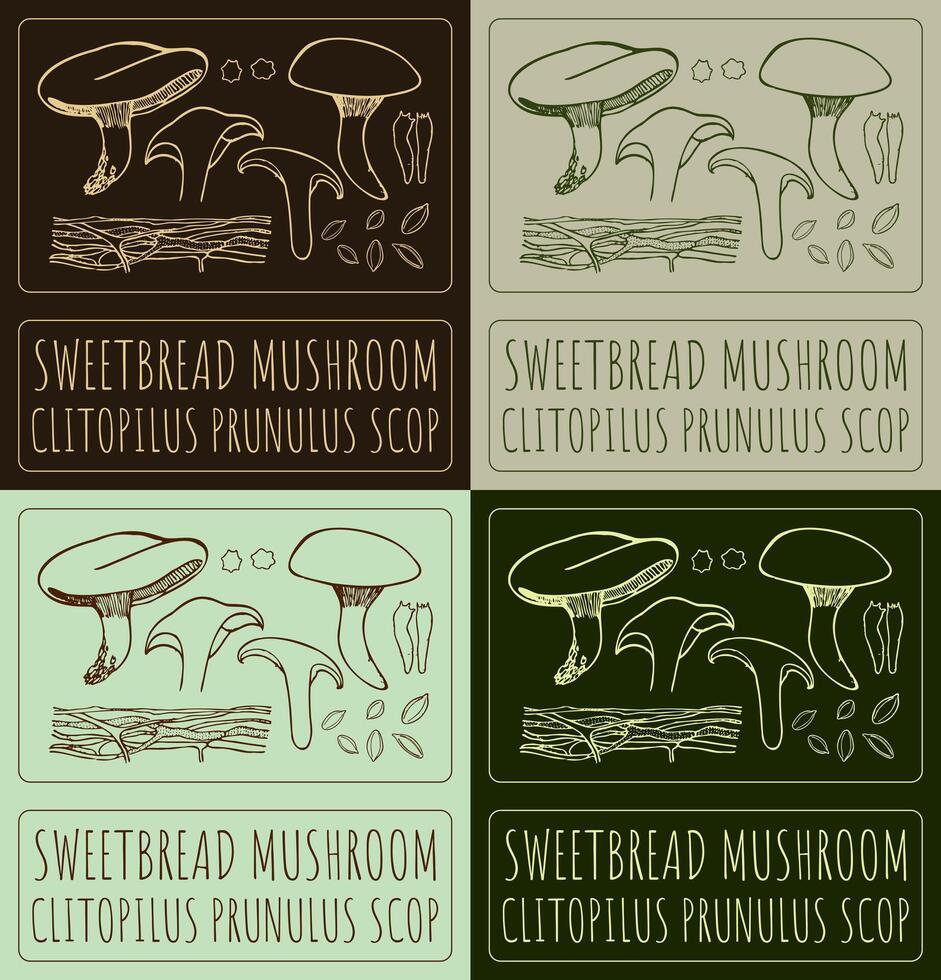Set of drawing SWEETBREAD MUSHROOM Latin name is CLITOPILUS PRUNULUS SCOP. vector