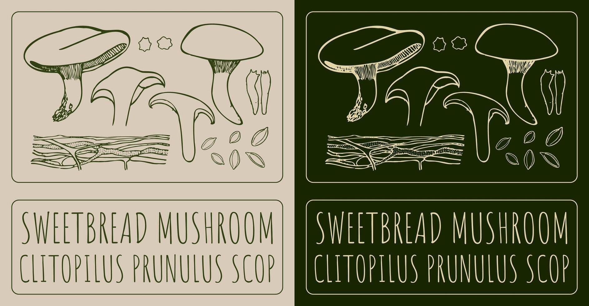 Drawing SWEETBREAD MUSHROOM. Latin name is CLITOPILUS PRUNULUS vector