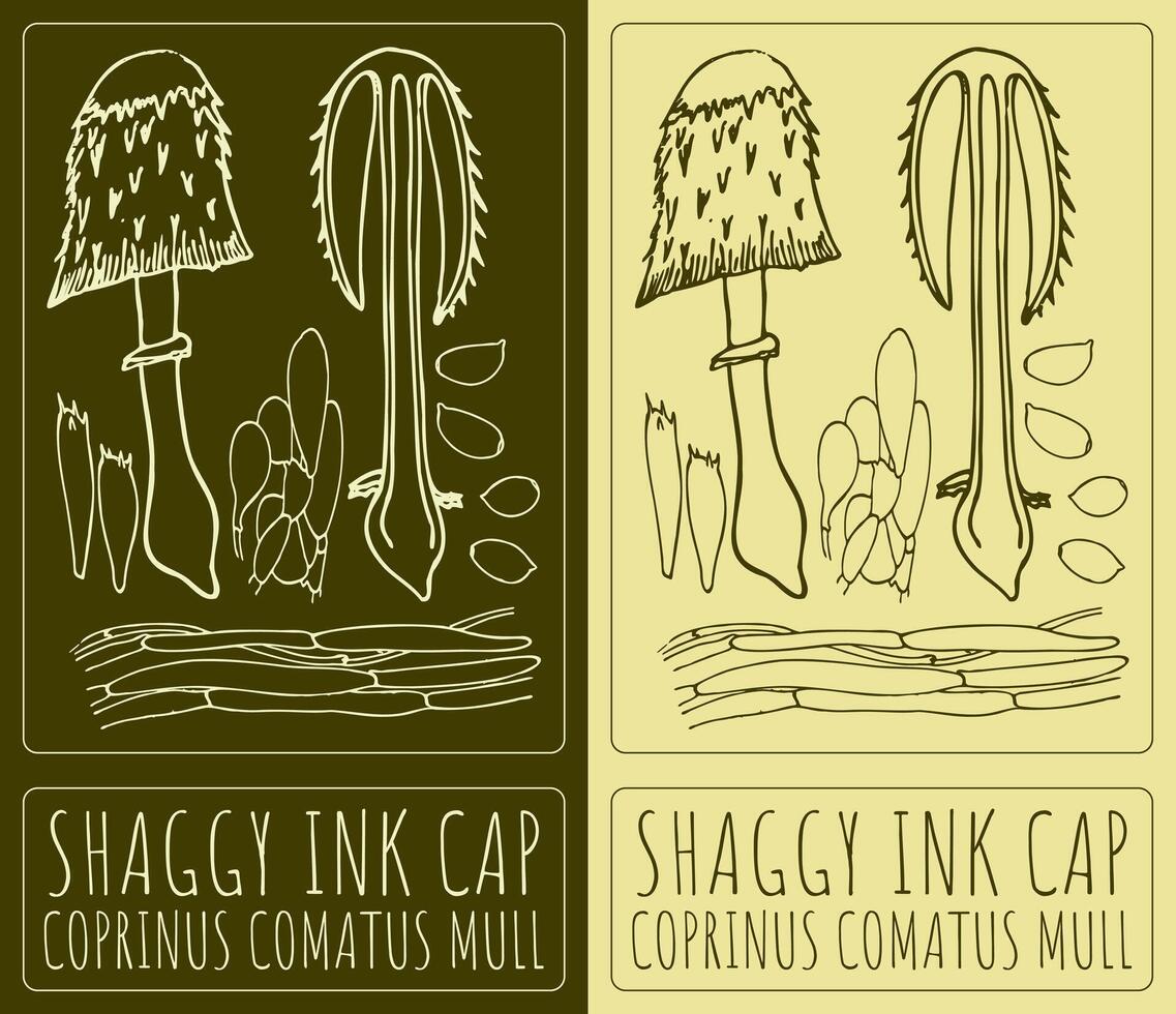 Drawing SHAGGY INK CAP. Latin name is COPRINUS COMATUS MULL. vector
