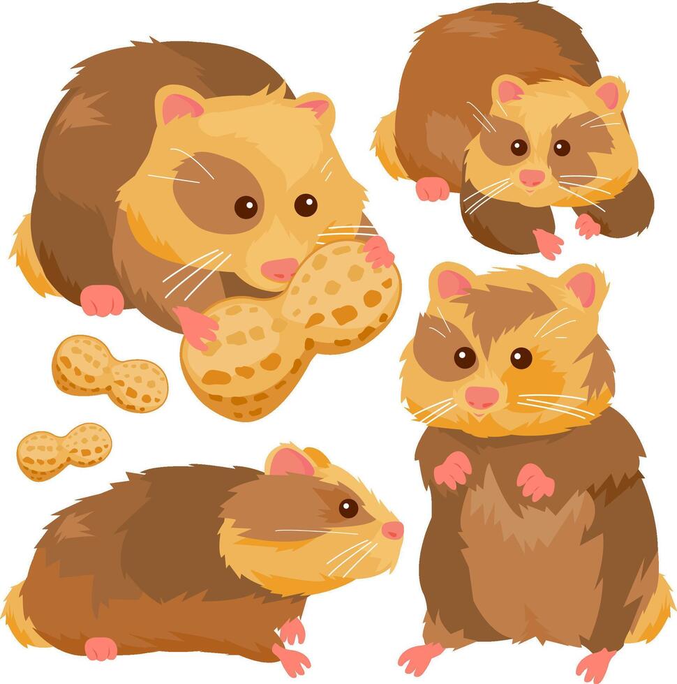 Hamster pets on white background. Cute cartoon guinea pigs eating peanut food snacks. vector