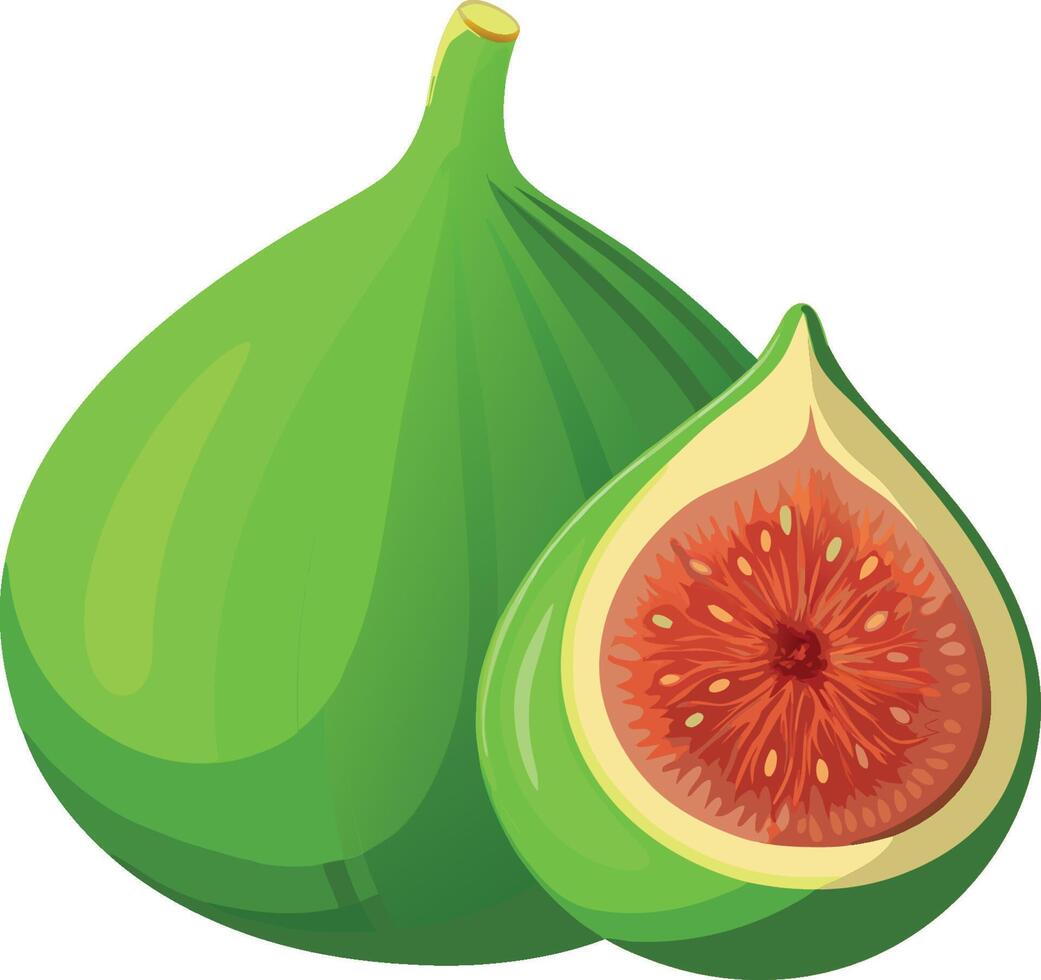 Green fig showing cross section with seeds vector