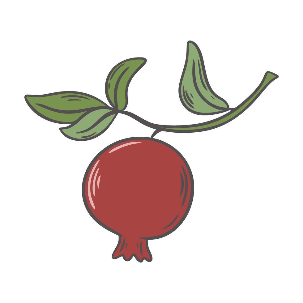Ripe pomegranate hanging on branch with leaves vector