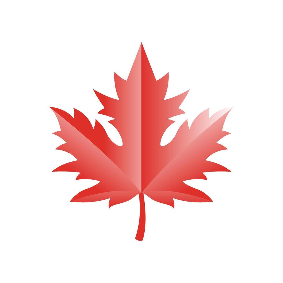 A red maple leaf on a white background vector