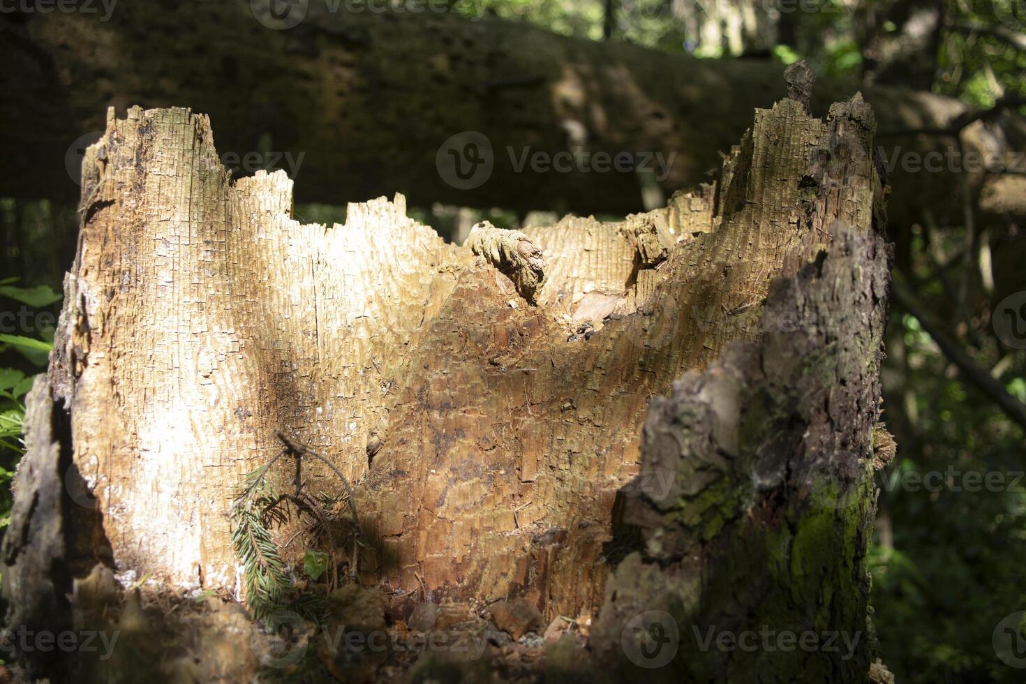 An old stump in the woods. A rotted tree. Remains of the trunk. photo