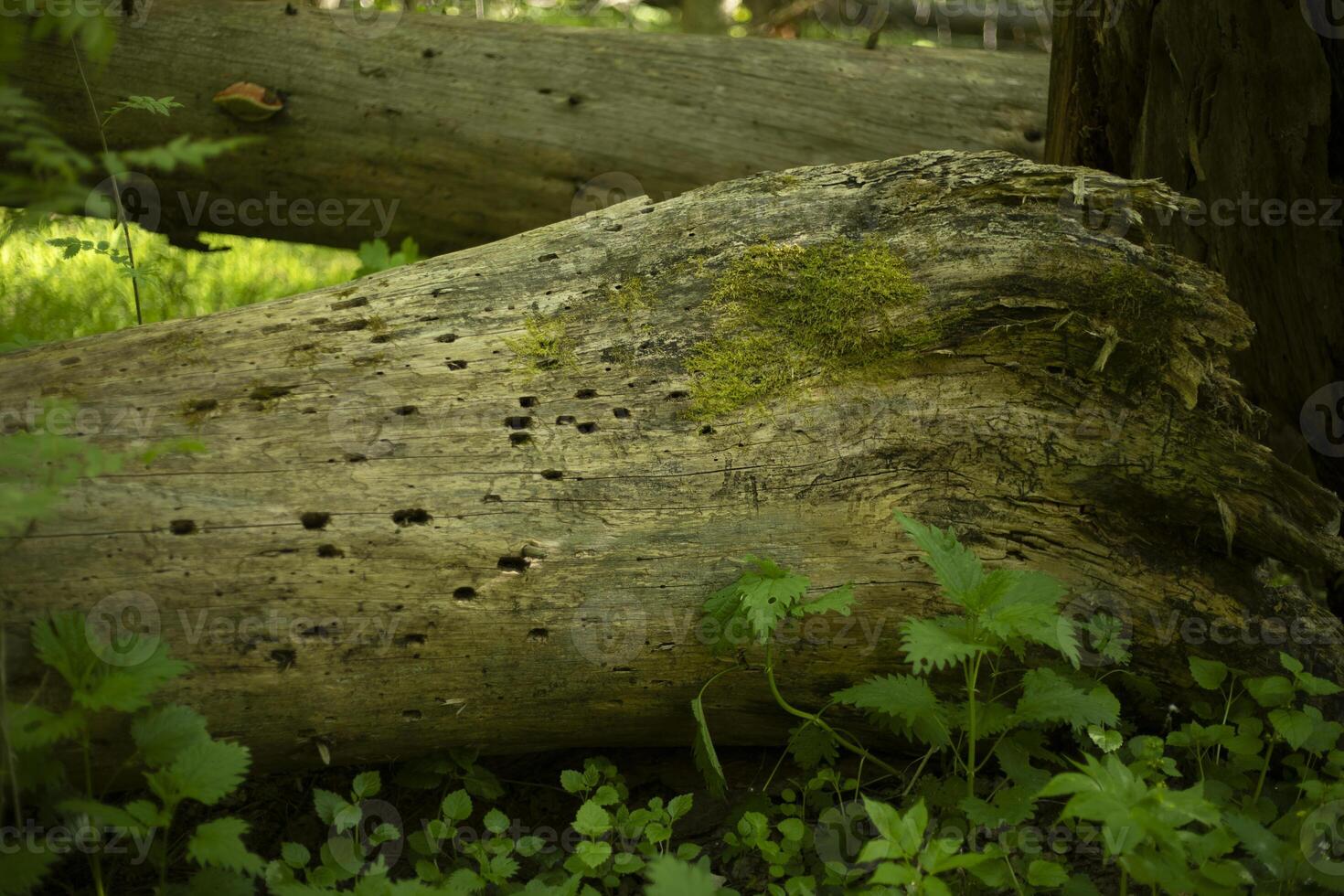 A dry tree in the forest. A rotted log. An old trunk. photo