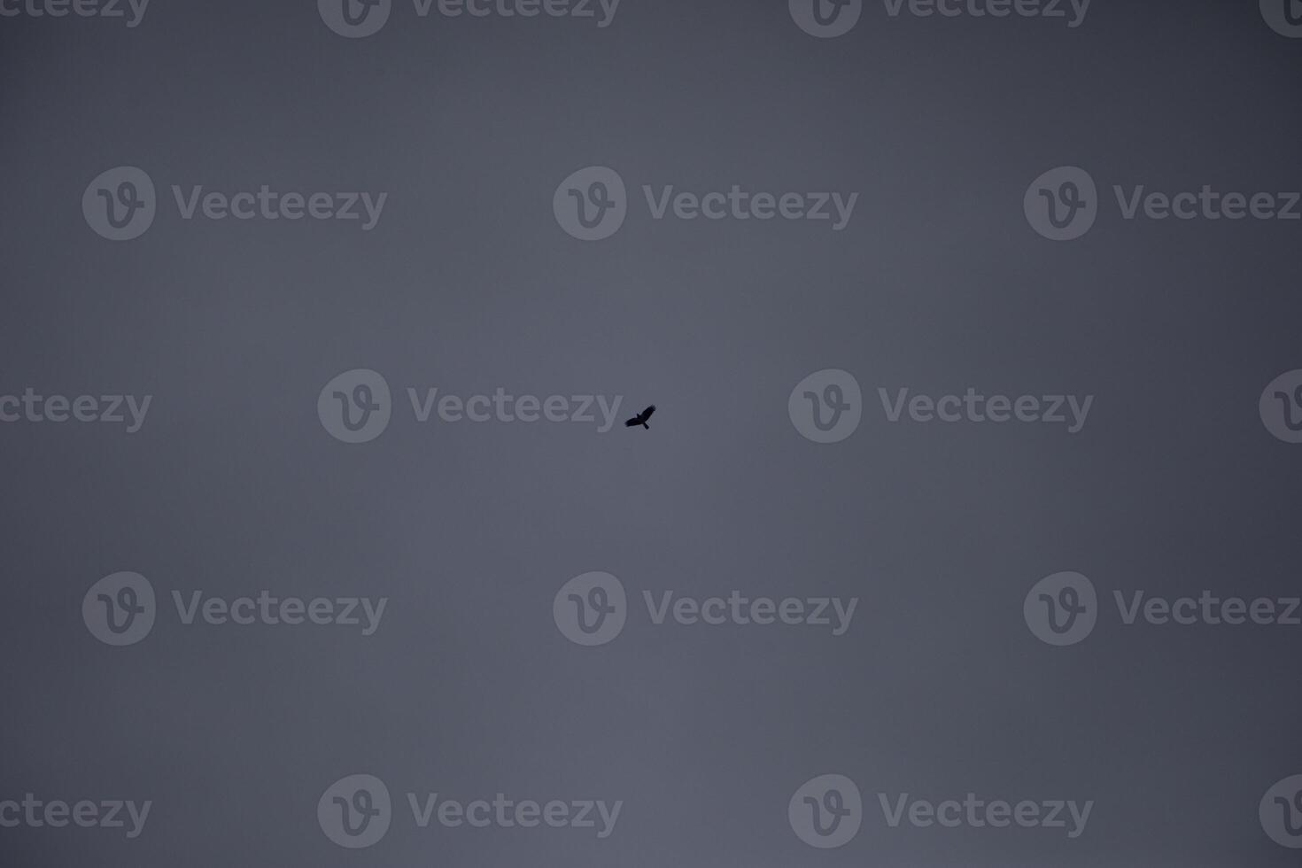 Raven flies in the sky. Bird high in the cloudy sky. Flight of a raven. photo