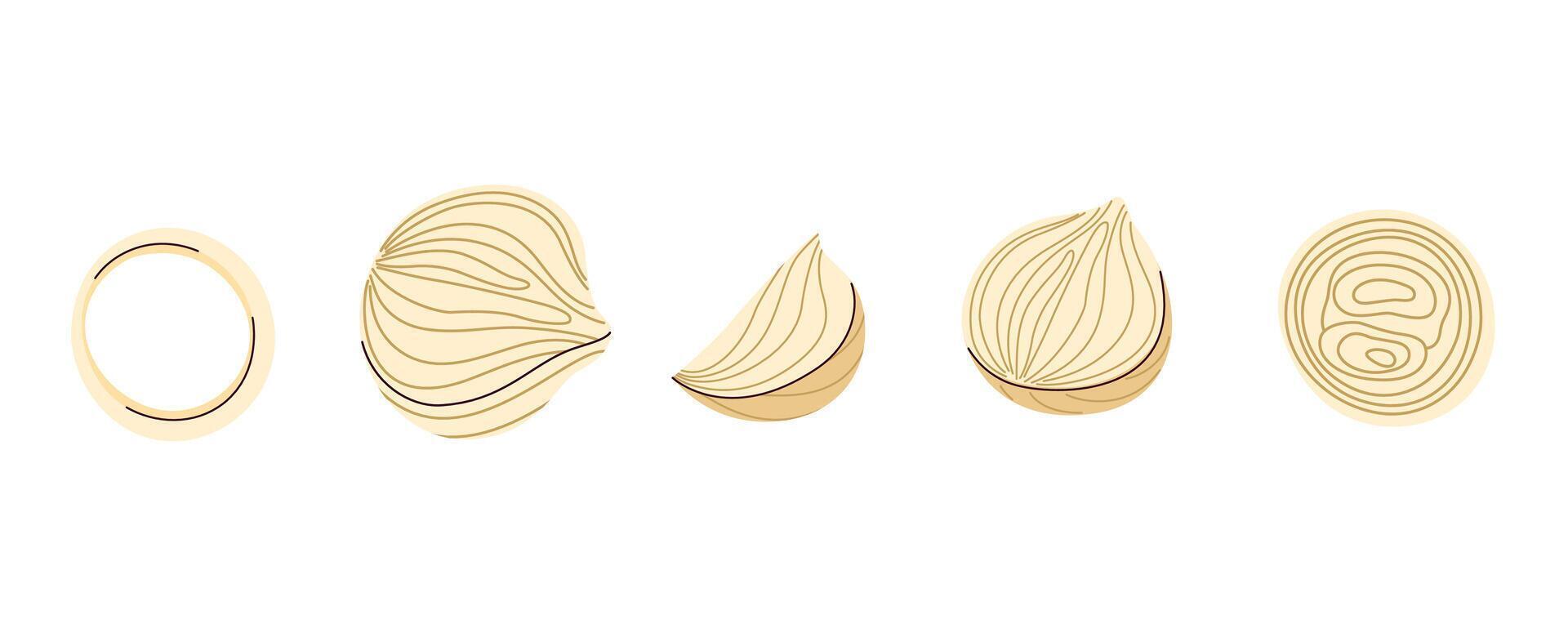 of onions, halves, and rings, perfect for recipe books, menus, and food product designs vector
