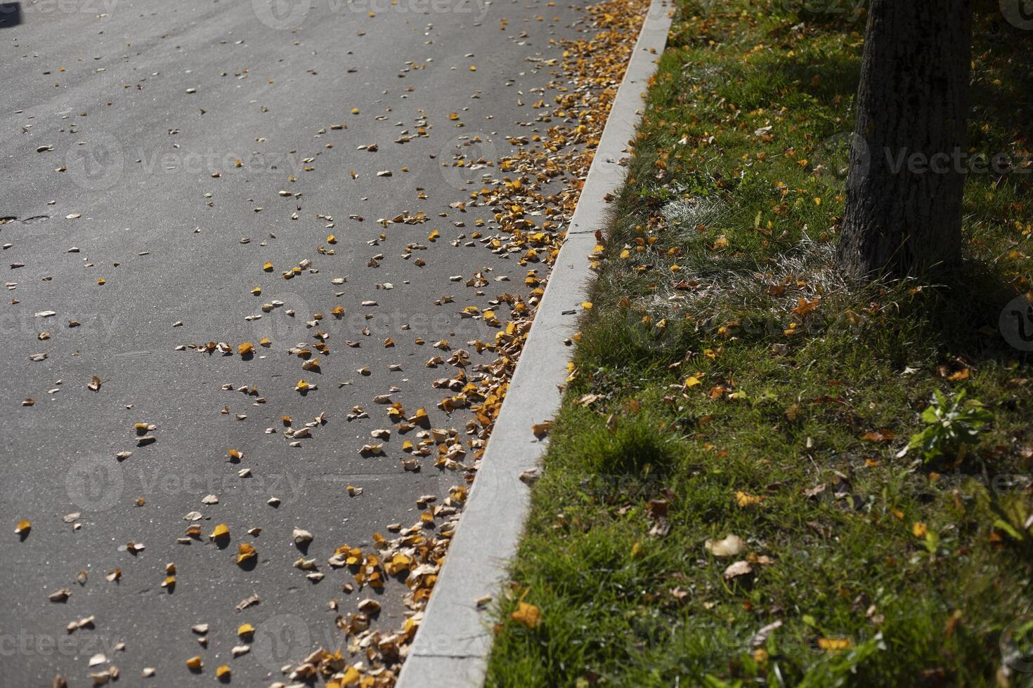 Leaves on the road. Park in autumn. Yellow leaves at the kerbstone. photo